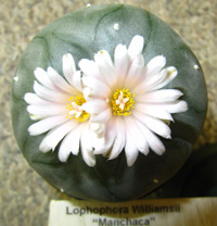 L.Williamsii var. Menchaca